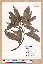 Machilus japonica Siebold et Zucc. var. kusanoi (Hayata) Liao 大葉楠