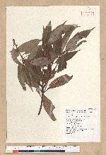 Neolitsea aciculata (Blume) Koidz. 銳葉新木薑子