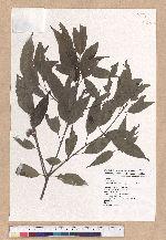 Cyclobalanopsis longinux (Hayata) Schott. 錐果櫟