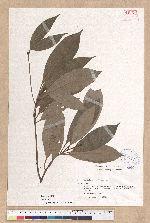 Machilus sp.
