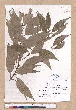 Cinnamomum okinawaense Hatusima