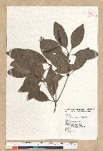 Neolitsea hiiranensis Liu & Liao 南仁山新木薑子
