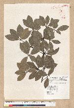 Neolitsea buisanensis Yamamoto & Kamikoti 武威山新木薑子