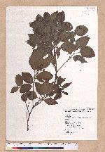 Cinnamomum camphora (L.) Nees & Eberm. var. nominale Hayata 栳樟