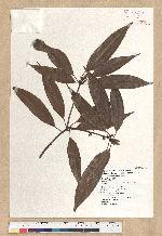 Neolitsea aciculata (Blume) Koidz. 銳葉新木薑子