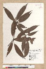 Neolitsea aciculata (Blume) Koidz. 銳葉新木薑子