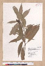 Litsea acuminata (Blume) Kurata 長葉木薑子