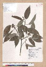 Cyclobalanopsis stenophylloides (Hayata) Kudo & Masamune ex Kudo 狹葉櫟