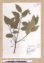 Cinnamomum osmophloeum Kanehira 土肉桂
