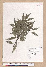 Cyclobalanopsis longinux (Hayata) Schott. 錐果櫟