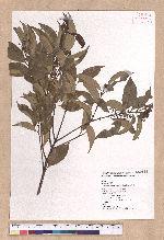 Cinnamomum osmophloeum Kanehira 土肉桂