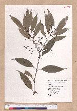 Cinnamomum macrostemon Hayata 胡氏肉桂