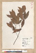 Neolitsea hiiranensis Liu & Liao 南仁山新木薑子
