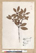 Neolitsea hiiranensis Liu & Liao 南仁山新木薑子