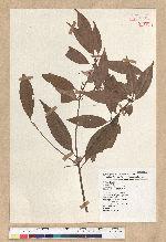 Neolitsea aciculata (Blume) Koidz. var. variabillima (Hayata) J. C. Liao 變葉新木薑子