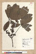 Neolitsea konishii (Hayata) Kanehira & Sasaki 五掌楠