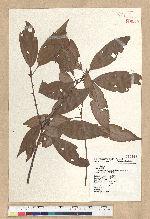 Neolitsea aciculata (Blume) Koidz. var. variabillima (Hayata) J. C. Liao 變葉新木薑子
