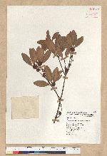 Neolitsea hiiranensis Liu & Liao 南仁山新木薑子
