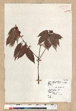Neolitsea aciculata (Blume) Koidz. 銳葉新木薑子