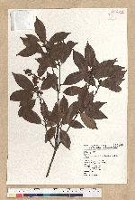 Neolitsea acuminatissima (Hayata) Kanehira et Sasaki 高山新木薑子