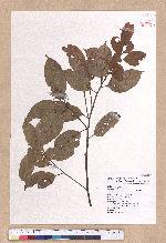 Cryptocarya chinensis (Hance) Hemsl. 厚殼桂