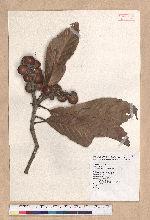 Pasania kawakamii (Hayata) Schott. 大葉石櫟