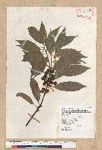 Neolitsea sericea (Blume) Koidz. 白新木薑子