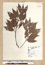 Neolitsea acuminatissima (Hayata) Kanehira et Sasaki 高山新木薑子