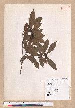 Litsea coreana H. Levl. 鹿皮斑木薑子