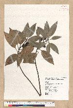 Neolitsea sericea (Blume) Koidz. var. aurata (Hayata) Hatusima 金新木薑子