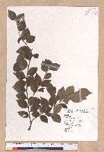 Lindera akoensis Hayata 內冬子
