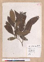 Litsea akoensis Hayata 屏東木薑子