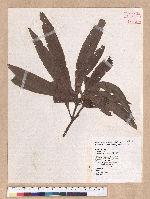 Litsea acutivena Hayata 銳脈木薑子