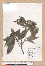 Cyclobalanopsis stenophylloides (Hayata) Kudo & Masamune ex Kudo 狹葉櫟
