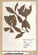 Neolitsea aciculata (Blume) Koidz. 銳葉新木薑子