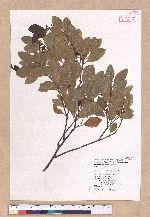 Cinnamomum reticulatum Hayata 土樟