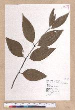 Cinnamomum randaiense Hayata 香桂