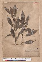 Cyclobalanopsis glauca (Thunb.) Oerst. 青剛櫟