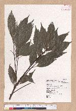 Cyclobalanopsis glauca (Thunb.) Oerst. 青剛櫟