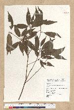 Neolitsea acuminatissima (Hayata) Kanehira et Sasaki 高山新木薑子
