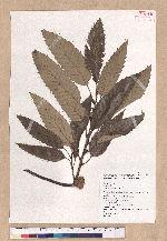 Quercus variabilis Blume 栓皮櫟