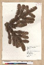 Abies kawakamii (Hayata) Ito 臺灣冷杉
