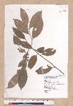 Cryptocarya chinensis (Hance) Hemsl. 厚殼桂