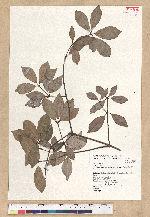 Neolitsea buisanensis Yamamoto & Kamikoti 武威山新木薑子