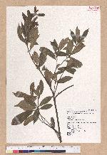 Cyclobalanopsis gilva (Blume) Oerst. 赤皮