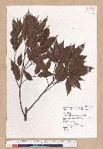 Cyclobalanopsis longinux (Hayata) Schott. 錐果櫟