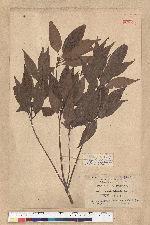 Neolitsea aciculata (Blume) Koidz. 銳葉新木薑子