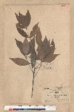 Neolitsea aciculata (Blume) Koidz. 銳葉新木薑子