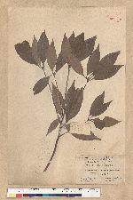 Neolitsea aciculata (Blume) Koidz. 銳葉新木薑子