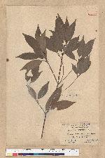 Neolitsea aciculata (Blume) Koidz. 銳葉新木薑子